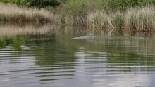 Cormorant Hunts Fish On The Lake