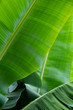 green leaf of palm tree photo wallpaper