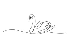 Swan Bird On Water Surface In Continuous Line Art Drawing Style. Black Linear Sketch Isolated On White Background. Vector Illustration
