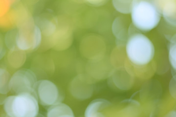 Sticker - beautiful background green olive bokeh