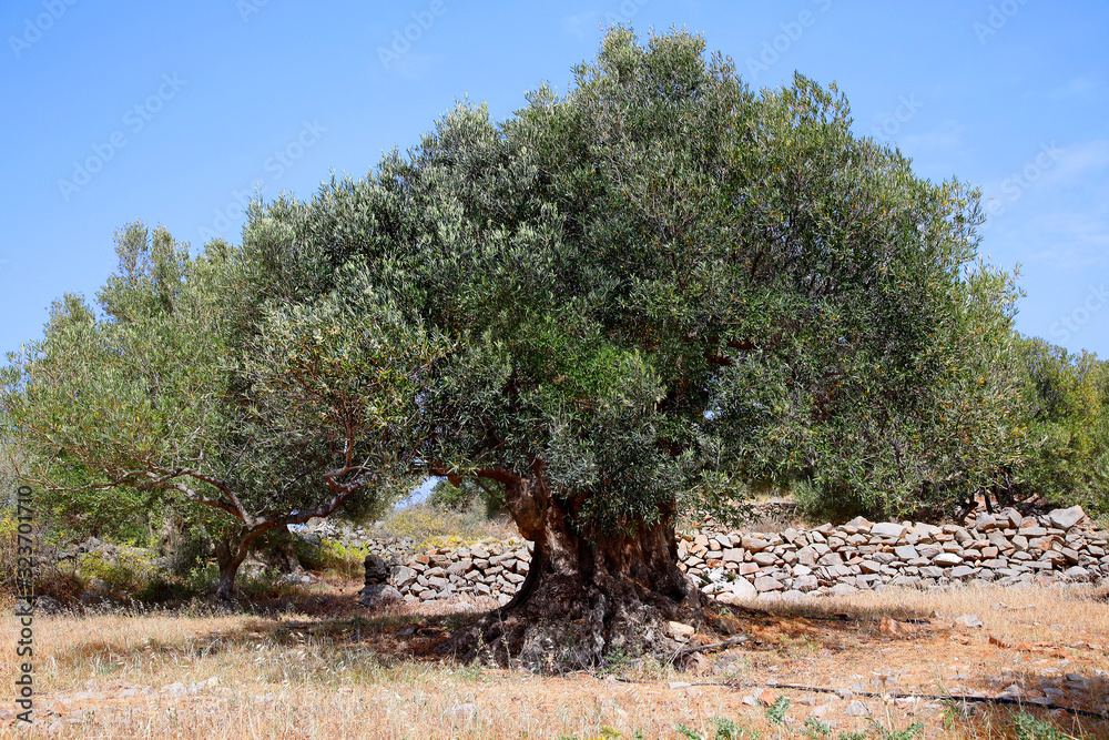 Olivenbaum (Olea europaea) alter Baum, Insel Kreta, Griechenland, Europa  Stock Photo | Adobe Stock