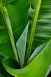  green leaves background photo