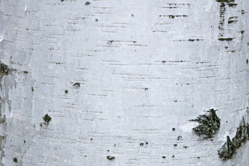 Wall Mural - Background . Birch bark. Close-up