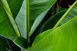 green leaf of palm tree background