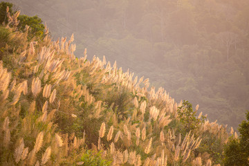 Wall Mural - Flowering reeds on a hill in the evening atmosphere