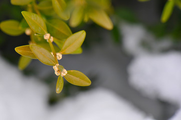 Closeup photograph of white boxwood berries in winter, with snow in background