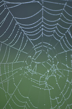 Spider Web Droplets
