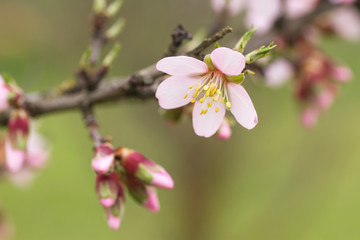 Almond tree flowers