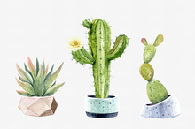 Watercolor Collection Cactus Cacti And Succulents In Pots. Cactus Paint, Clipping Path.