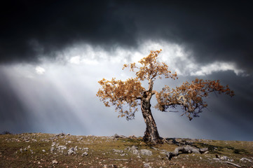 Wall Mural - lonely tree against a dramatic sky