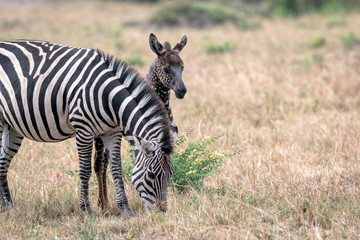 Wall Mural - rare zebra foal with polka dots (spots) instead of stripes, named tira after the guide who first saw