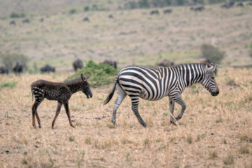 Wall Mural - rare zebra foal with polka dots (spots) instead of stripes, named tira after the guide who first saw