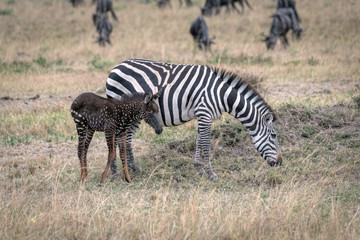 Wall Mural - rare zebra foal with polka dots (spots) instead of stripes, named tira after the guide who first saw