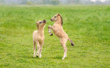  Two Cute Dun Colored Konik Foals Playing And Rearing, They Are Part Of A Free-range Herd Of The Polish Primitive Horse Breed Live In Nature Reserve De Rug, Roosteren, Netherlands