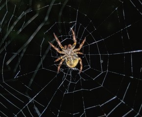 spider on a web