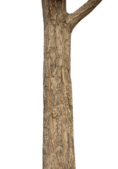 Poster - Trunk of a tree Isolated On White Background