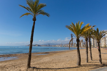 Poster - Benidorm Costa Blanca Spain with beach and palm trees