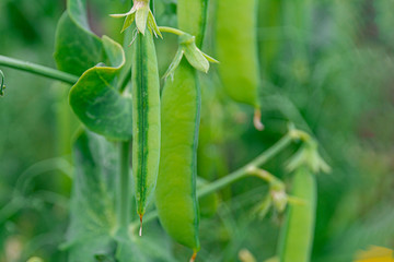 Pods of green peas on a green background of an agricultural field. Gardening background with green plants.