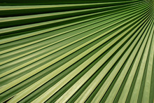 Palm Tree Leaf Pleated Texture Background Pattern With High Contrast Curving Diagional Lines Radiating From A Palmate Leaf.