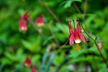 Close Up Of An Aquilegia Canadensis Or Red Columbine In Full Bloom In My Garden