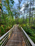 Fototapeta Las - Boardwalk in Audobon Corkscrew Swamp Sanctuary, Florida Everglades Ecosystem - Nature Walking Trail, Protected Forest Swamp Ecosystem