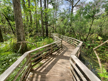 Boardwalk In Audobon Corkscrew Swamp Sanctuary, Florida Everglades Ecosystem - Nature Walking Trail, Protected Forest Swamp Ecosystem