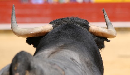 Wall Mural - bull in the ring