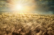 Wheat field, cloudy landscape at sunset. Beatiful agricultural field at dusk 