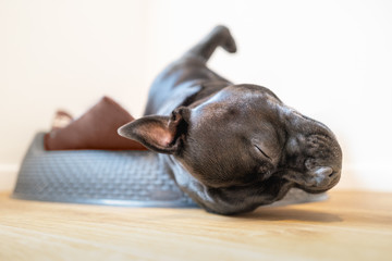 Poster - Staffordshire bull terrier dog sleeping in a plastic bed with a brown cushion with his head hanging out onto a hard floor. His paw is in the air. Taken from ground level.