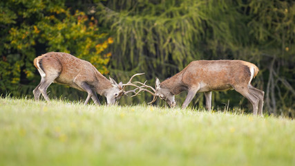 Wall Mural - Red deer stags, cervus elaphus, engaged in a territorial fight during rutting season. Two wild mammals with antlers in a duel. Natural behavior of wild animals in nature.