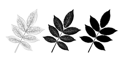 Vector set of ash leaves, outline and silhouette. Vector icon