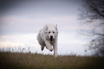 White swiss shepherd dog, who is running in front of forest. Photo in nature outdoor museum.