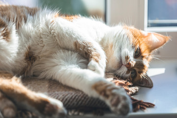 Red and white kitty sleeping in warm wool plaid blanket on a windowsill. Morning sunlight on the sleeping red cat. Cozy home concept Coloring and processing photo.