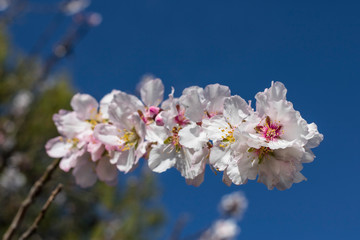 Wall Mural - the floral beauty of spring