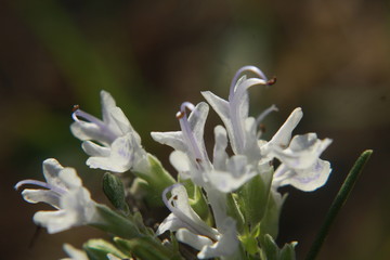 Canvas Print - flor