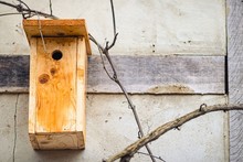 Wooden Bird Nest Box On The Wall Surrounded By Tree Branches Under The Sunlight