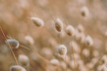 Bunny Tails Grass On Vintage Style; Natura Background