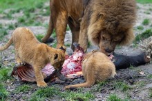 Closeup Of Lions Eating A Dead Animal Surrounded By Greenery Under The Sunlight