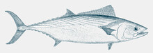Atlantic Bonito Sarda, A Food Fish From The Atlantic Ocean