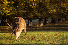 Red Deer Stag Grazing In Park At Manor House Wollaton Hall Nottingham