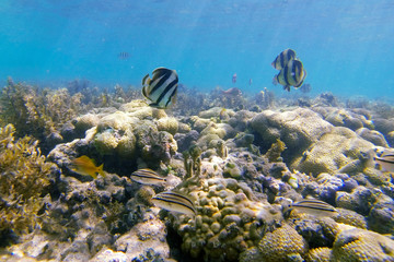 Wall Mural - Fish photographed in Coroa Vermelha Island, Bahia. Atlântic Ocean. Picture made in 2016.