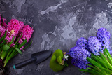 Gardening concept with hyacinth fresh flowers