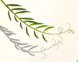 Vicia villosa leaf with branched tendrils isolated on a white background. Element for design.