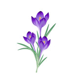 Fototapeta  - Krokusse Blüten Gruppe, Vektor Illustration isoliert auf weißem Hintergrund