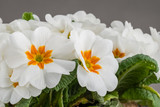 Fototapeta Kwiaty - Dwukolorowe białe i żółte kwiaty pierwiosnka