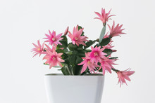 Easter Cactus Plant With Pink Flower Blossom