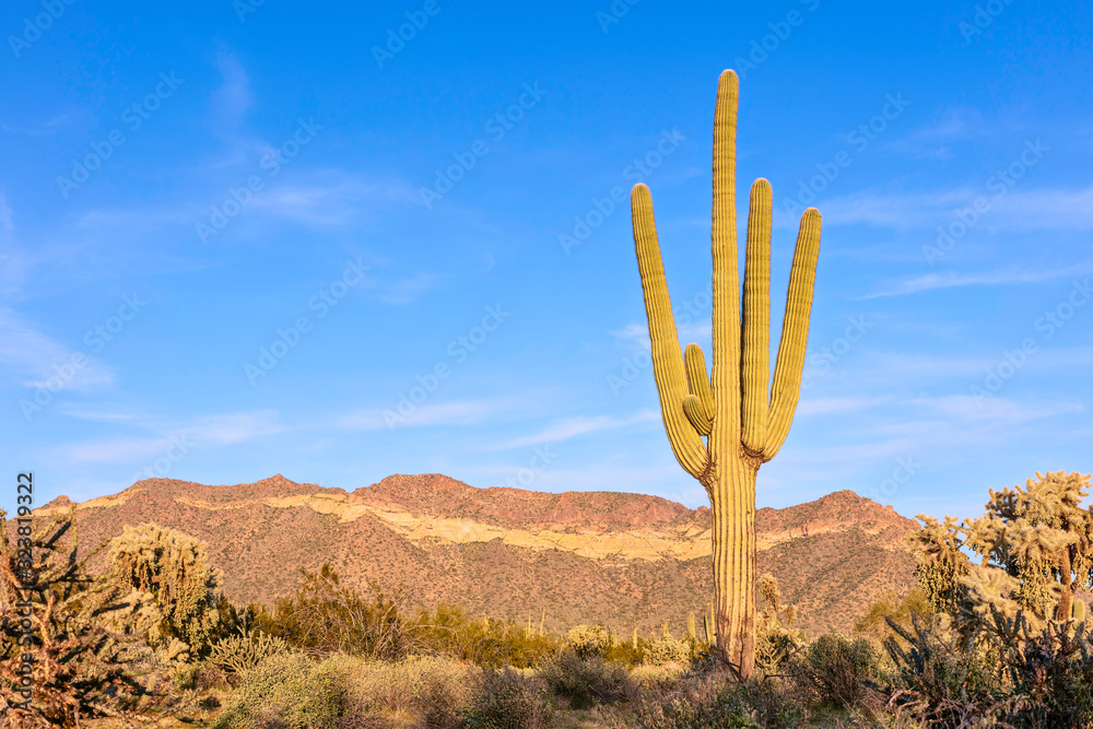 Sonoran Desert landscape with a Saguaro Cactus Stock Photo | Adobe Stock