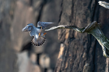 Wall Mural - a male peregrine falcon prepares to land.