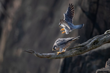 Wall Mural - a pair of peregrine falcons prepare to mate.