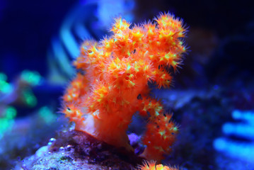 Wall Mural - Orange soft Scleronephtya coral. - Dendronephtya sp.